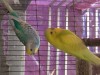 Budgy - budgrigar adult